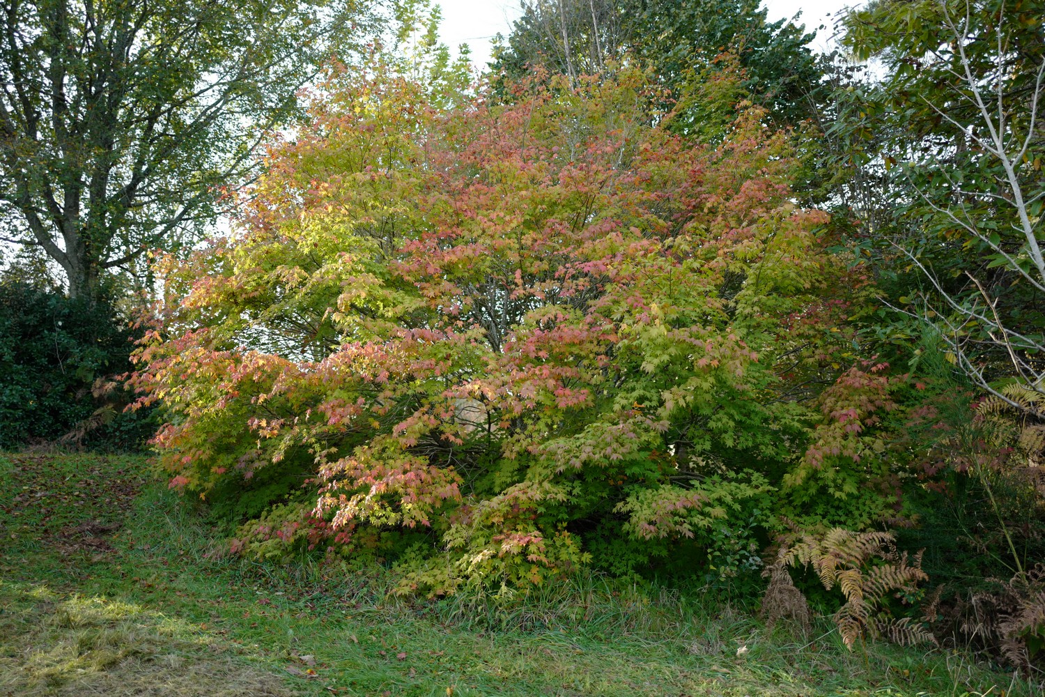 Acer sieboldianum