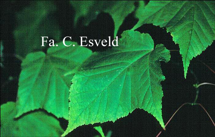 Acer sikkimense spp. metcalfii