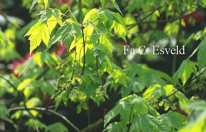 Acer sinopurpurascens