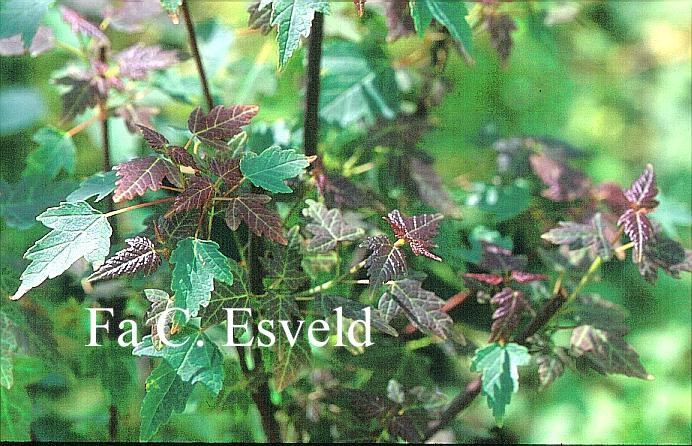 Acer tataricum 'Emerald Elf'