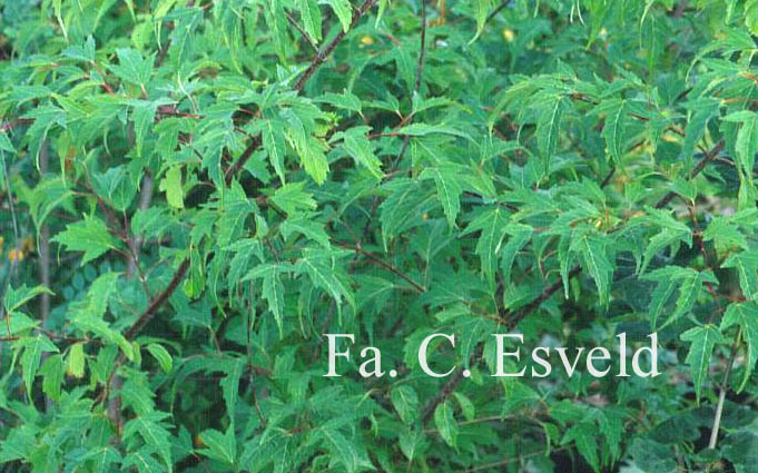 Acer tataricum 'Fire'