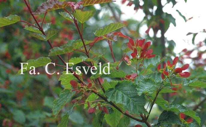 Acer tataricum 'Flame'