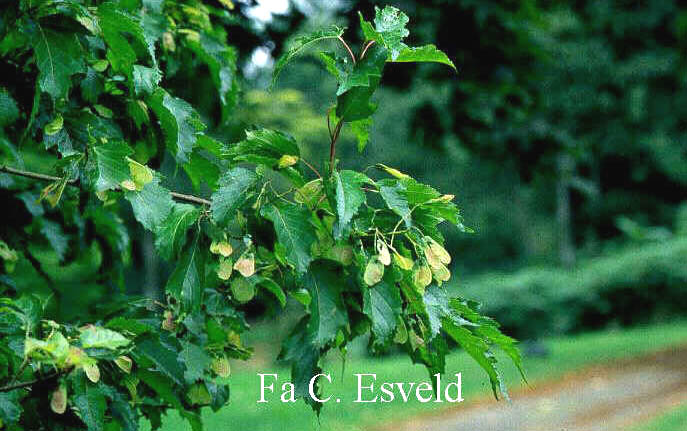 Acer tataricum ssp. aidzuense