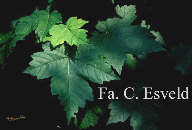 Acer velutinum var. glabrescens