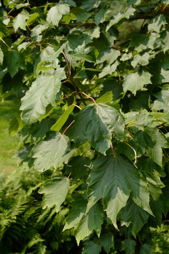 Acer velutinum