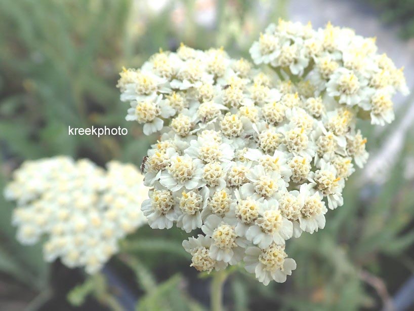 Achillea 'Alabaster'