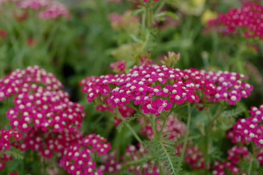 Achillea 'Petra'