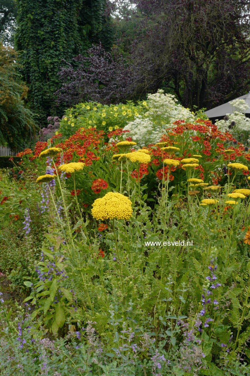 Achillea filipendulina 'Cloth of Gold'