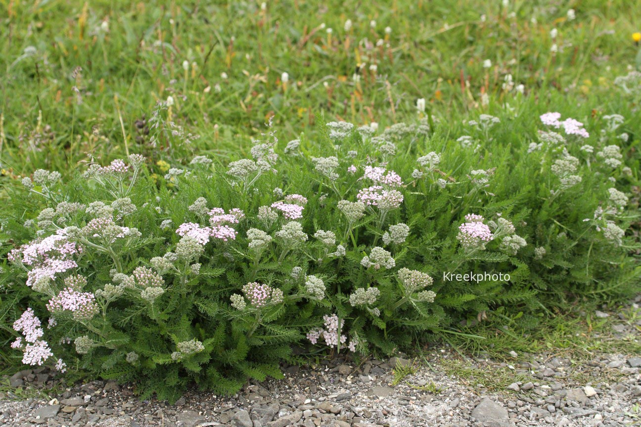 Achillea millefolium
