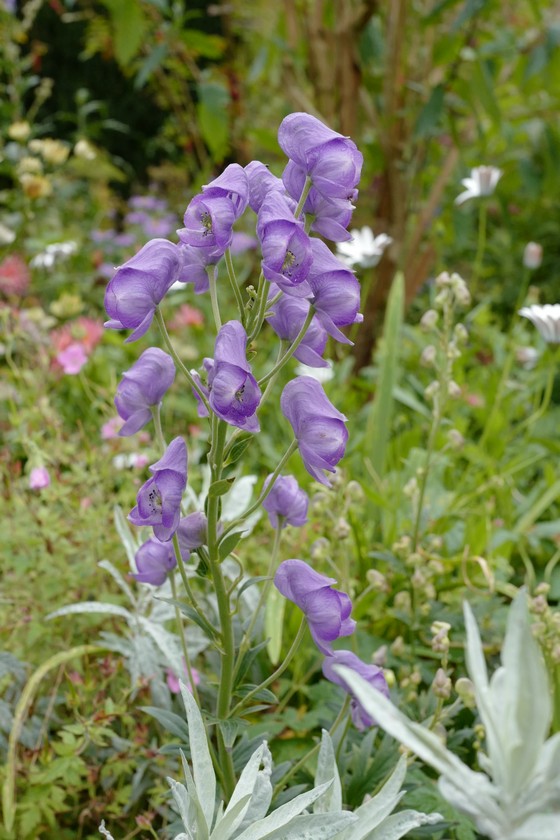 Aconitum carmichaelii 'Arendsii'