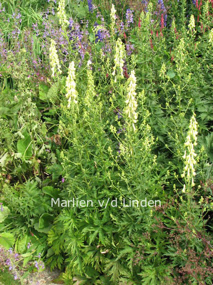 Aconitum lamarckii