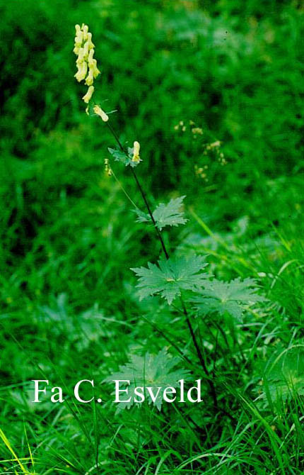 Aconitum vulparia