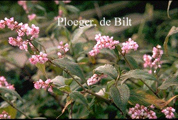 Aconogonon campanulatum