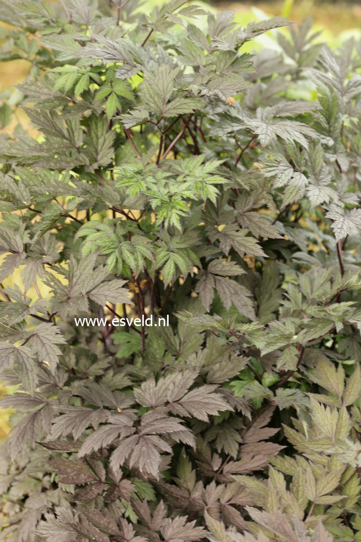 Actaea simplex 'Pink Spike'