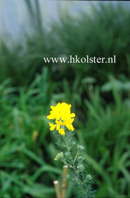 Adenocarpus decorticans