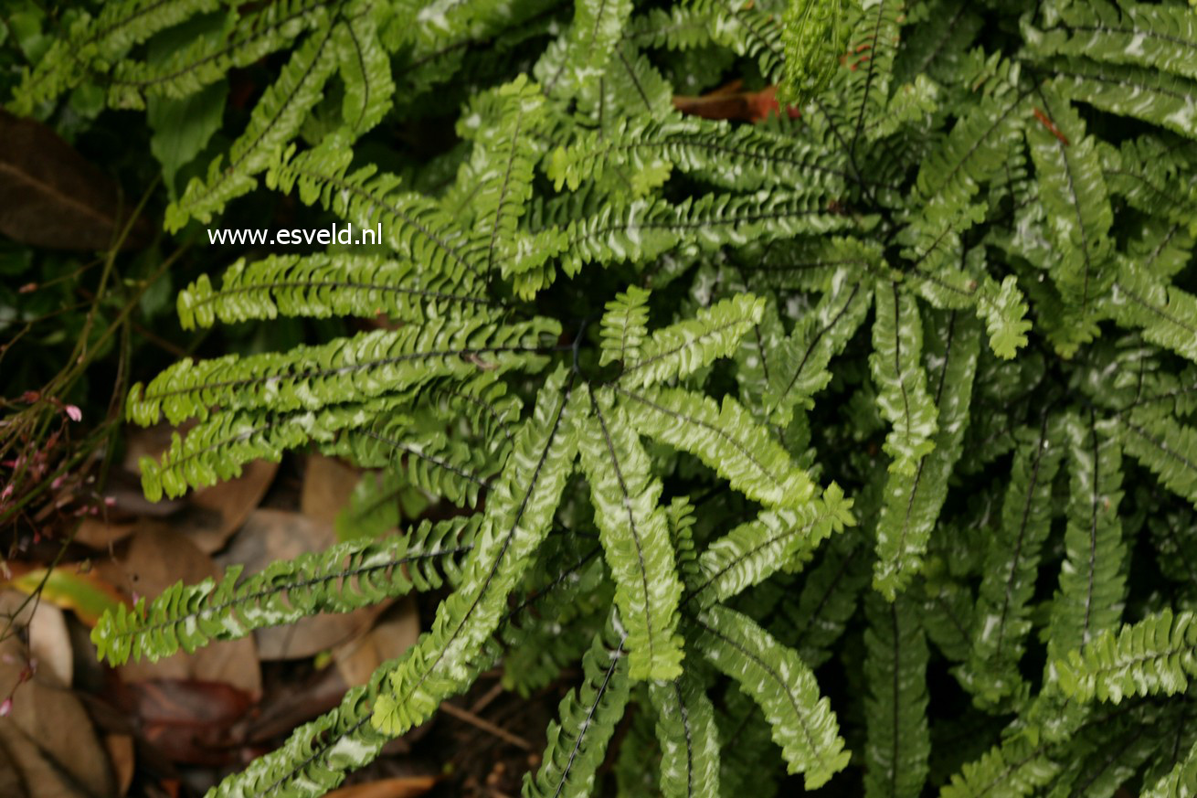 Adiantum pedatum 'Imbricatum'