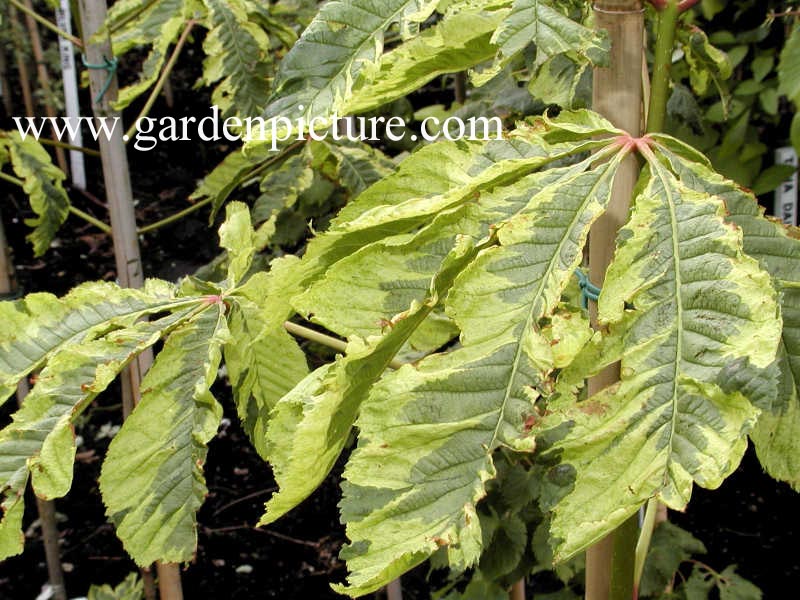 Aesculus carnea 'Aureomarginata'