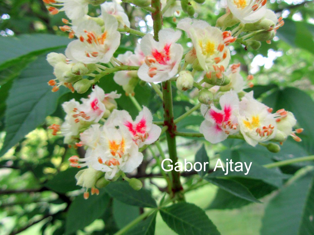 Aesculus dallimorei