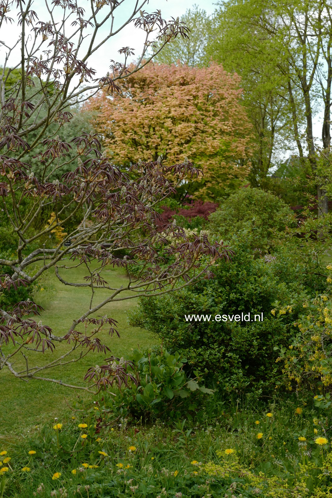 Aesculus glabra 'April Wine'