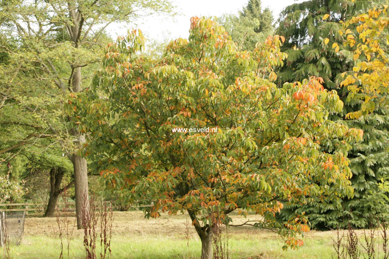 Aesculus glabra var. arguta