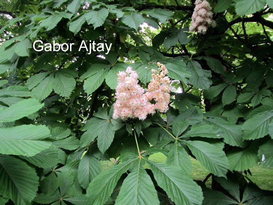 Aesculus hippocastanum 'Baumannii'