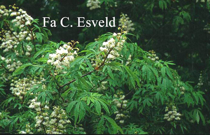 Aesculus hippocastanum 'Digitata'