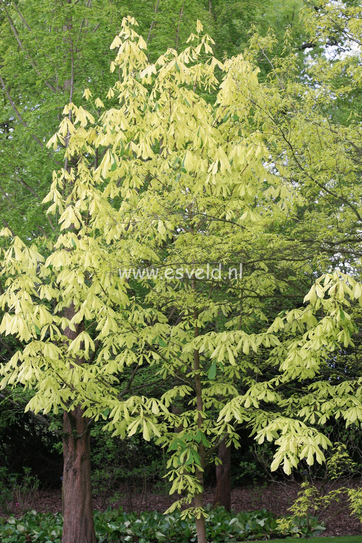 Aesculus hippocastanum 'Hampton Court Gold'