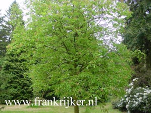 Aesculus mutabilis 'Penduliflora'