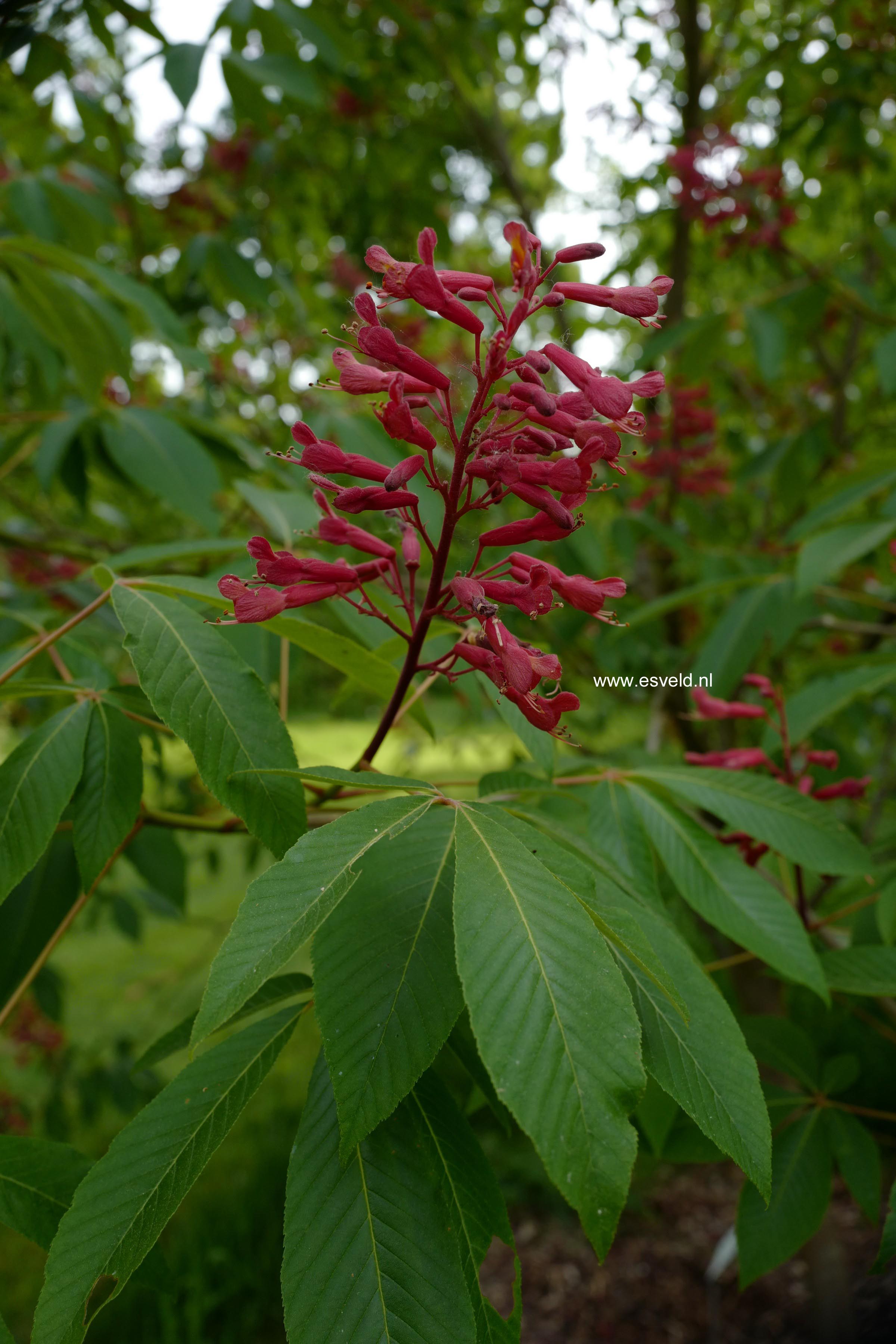 Aesculus pavia splendens