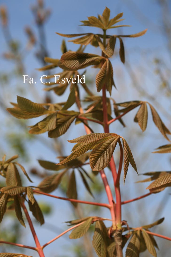 Aesculus sylvatica