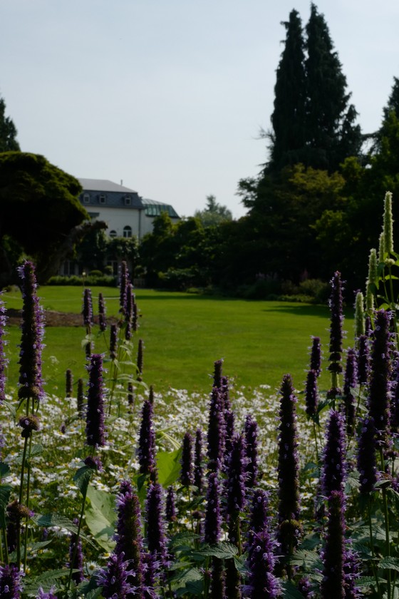 Agastache 'Black Adder'
