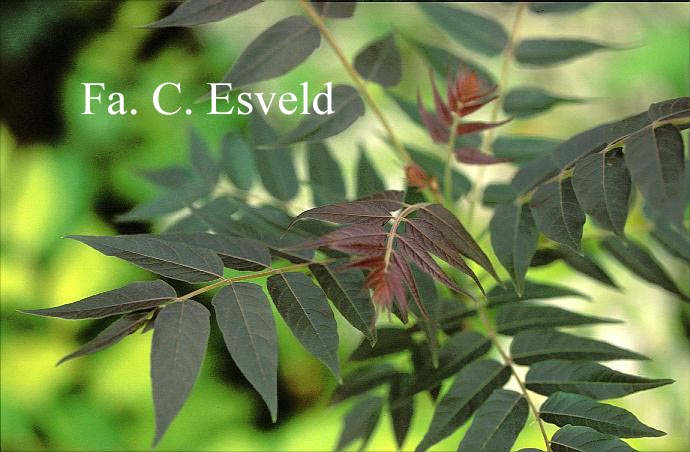 Ailanthus altissima 'Purple Dragon'