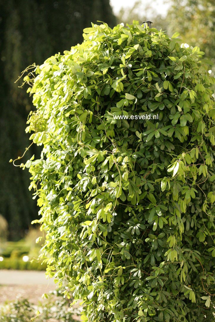 Akebia longeracemosa