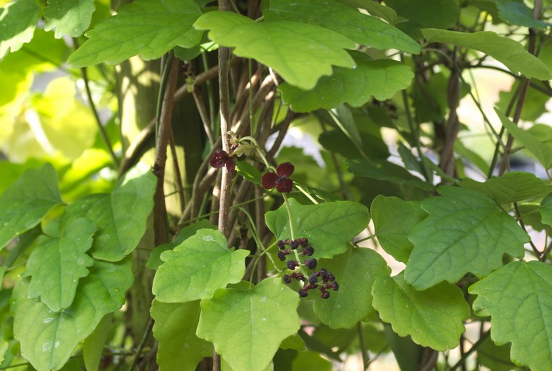 Akebia trifoliata 'Big Fruit'