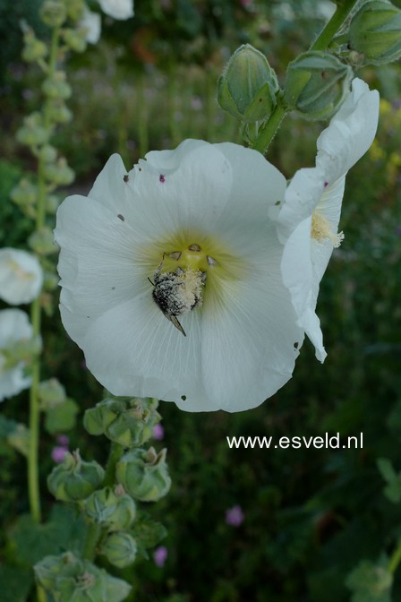 Alcea rosea wit