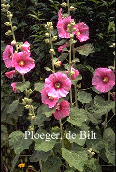 Alcea rosea