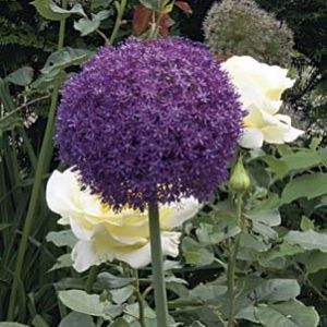 Allium 'Ambassador'