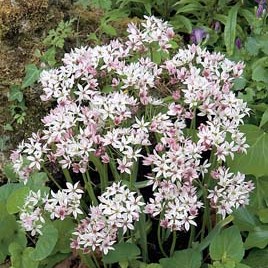 Allium 'Cameleon'