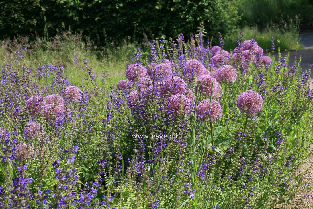 Allium 'Globemaster'
