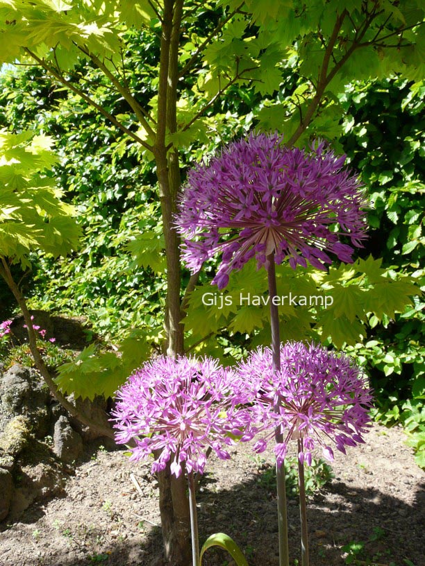 Allium 'Purple Sensation'