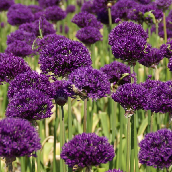 Allium 'Purple Surprise'