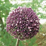Allium 'Summer Drummer'