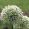 Allium 'White Giant'