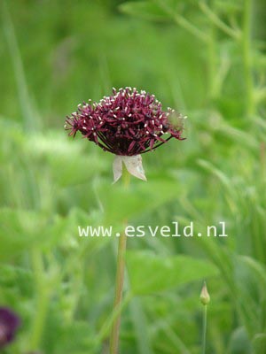 Allium atropurpureum