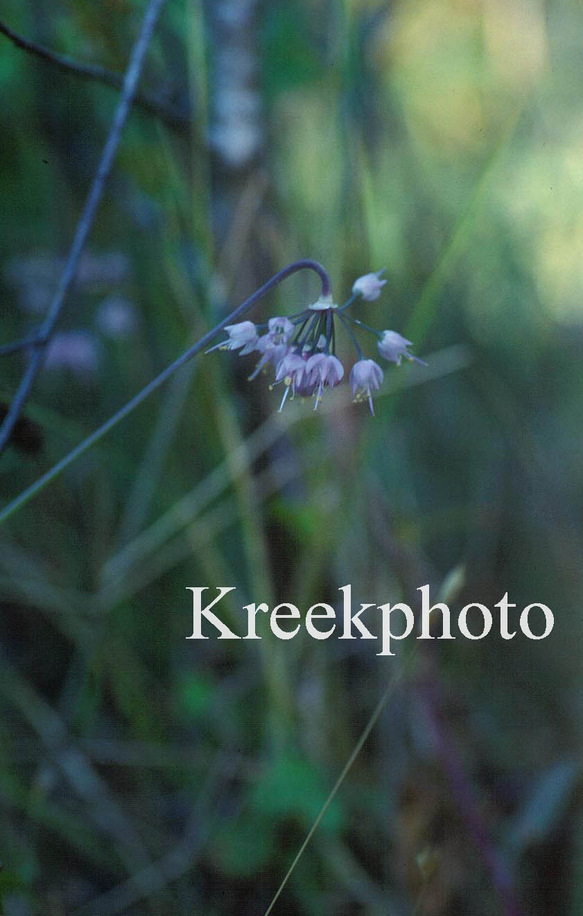 Allium cernuum