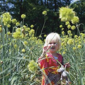 Allium obliquum