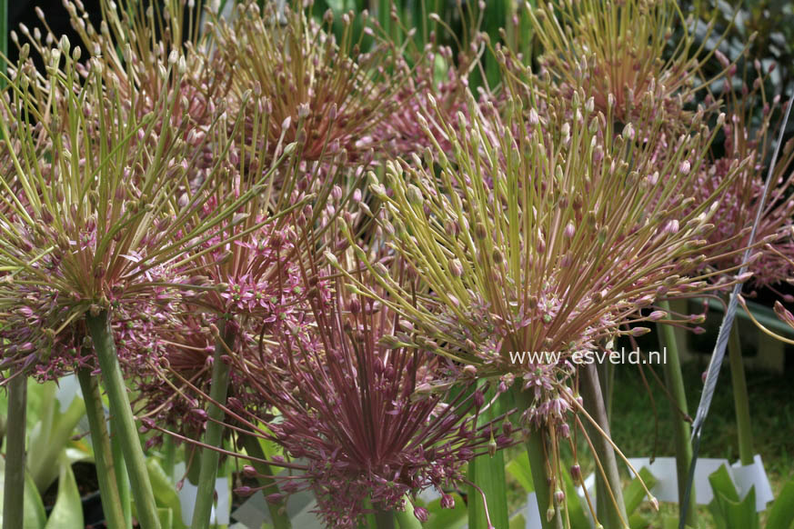 Allium schubertii