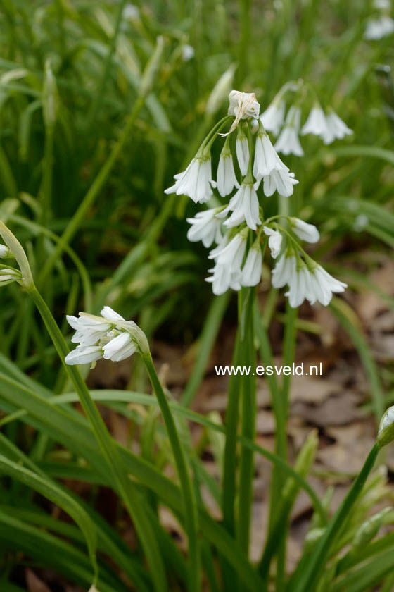 Allium triquetrum