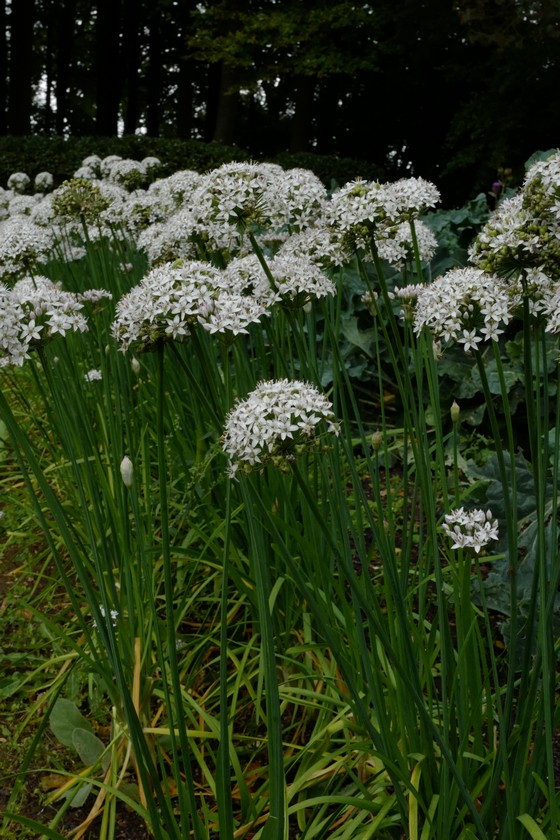 Allium tuberosum