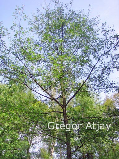 Alnus glutinosa 'Laciniata'